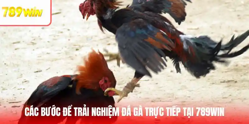 Các bước để trải nghiệm đá gà trực tuyến tại nền tảng game