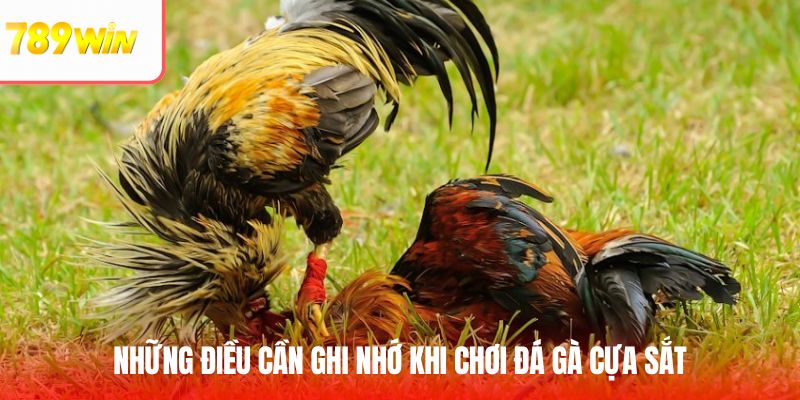 Những điều cần ghi nhớ khi chơi đá gà cựa sắt