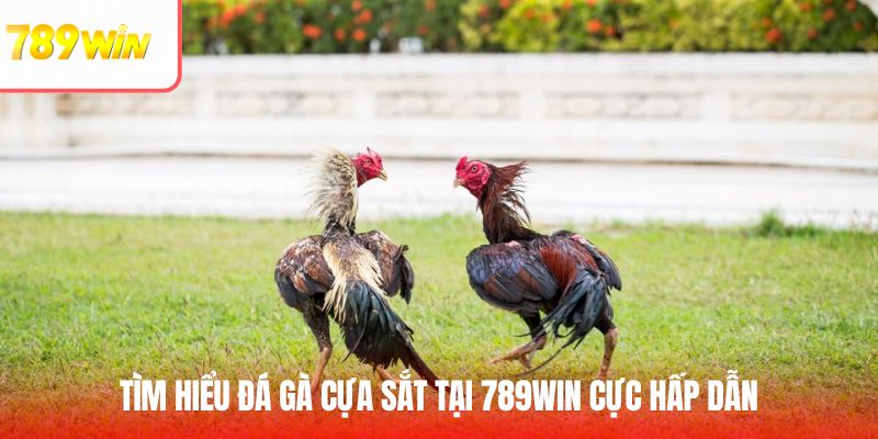 Tìm hiểu đá gà cựa sắt cực hấp dẫn