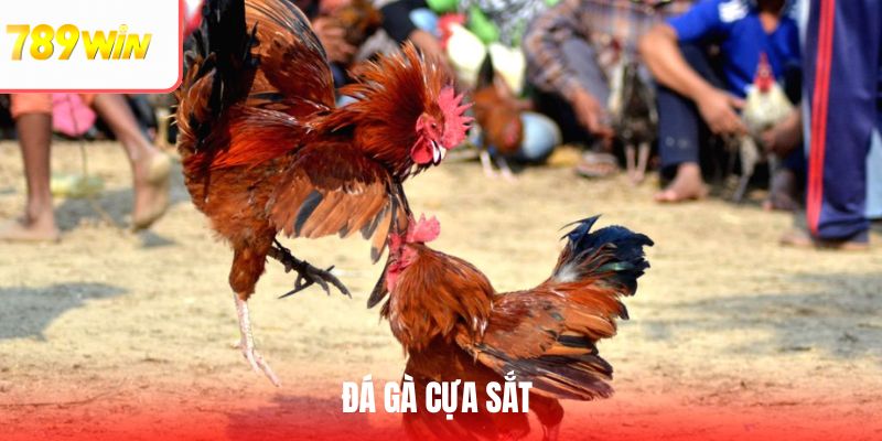 Đá Gà Cựa Sắt Cùng Khoảnh Khắc Nghẹt Thở Chỉ Có Ở 789WIN