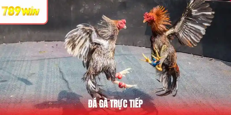 đá gà trực tiếp 789win