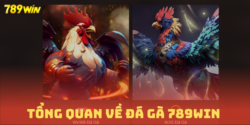 Sảnh cược hấp dẫn nhất đều hội tụ tại sân chơi đá gà