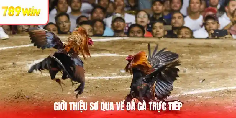 Giới thiệu sơ qua về đá gà trực tiếp
