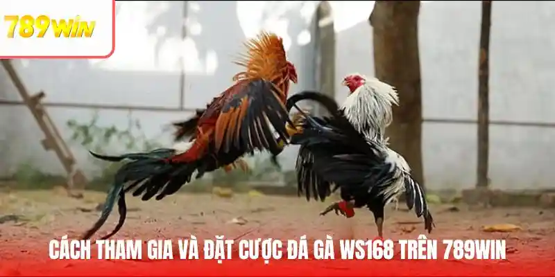 Hướng dẫn cách tham gia cá cược và đặt cược WS168 đá gà trực tuyến