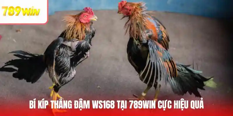 Mẹo thắng đậm WS168 đá gà trực tuyến được chia sẻ từ chuyên gia