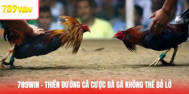 Những lợi ích khi tham gia đá gà trực tuyến