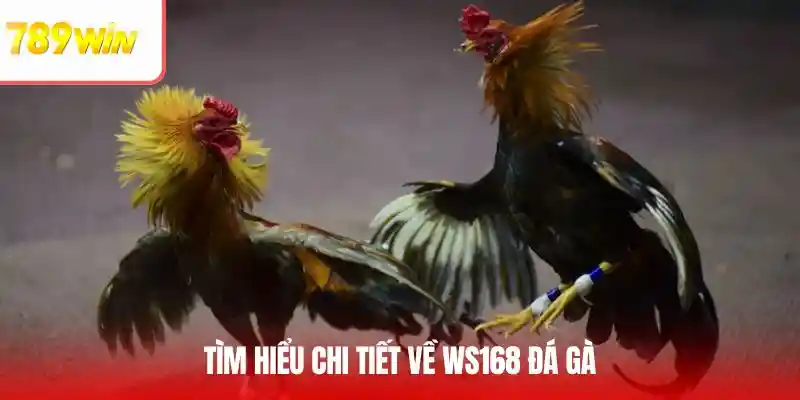 Tổng quan về sảnh đá gà WS168 tại hệ thống cá cược hàng đầu