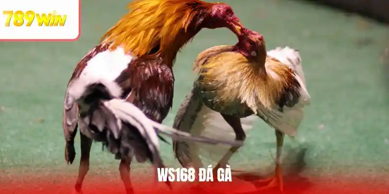 ws168 đá gà